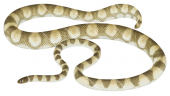 Sea Snake,Spectacled,Hydrophis kingiiScientific illustration by Roger Swainston,Anima.au