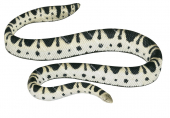 Olive-headed Sea Snake,Hydrophis majorScientific illustration by Roger Swainston,Anima.au