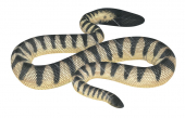 Spine-bellied Sea Snake-2,Hydrophis curtus,Roger Swainston,Animafish