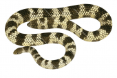 Mosaic Sea Snake,Aipysurus mosaicus.Scientific illustration by Roger Swainston,Anima.au