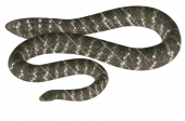 Shark Bay Sea Snake,Aipysurus pooleorum,Roger Swainston,Animafish