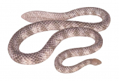 Leaf-scaled Sea Snake,Aipysurus foliosquama.Scientific illustration by Roger Swainston,Anima.au