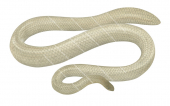 Olive Sea Snake, Pale colour,Aipysurus laevis,Roger Swainston,Animafish