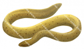 Olive Sea Snake,Yellow colour,Aipysurus laevis,Roger Swainston,Animafish