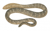 Olive Sea Snake,Brown colour,Aipysurus laevis,Roger Swainston,Animafish