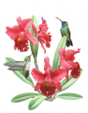 Hummingbirds feeding on Red Orchids,Trochilidae,Roger Swainston,Animafish