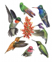 6 Ocotillo Hummingbirds feeding on flower,Trochilidae,Roger Swainston,Animafish