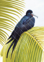 Great Frigatebird on a palm tree,Roger Swainston,Animafish