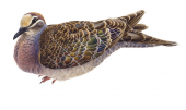 Bronzewing Pigeon,Phaps chalcoptera illustration by Roger Swainston