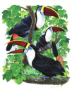 White-fronted Toucan singing in the forest,Ramphastos tucanus,Illustration by Roger Swainston