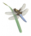 Broadbodied Chaser Dragonfly landing on a leaf,Libellula depressa,Roger Swainston,Animafish