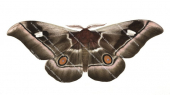 Common Emperor Moth,Bunaea alcinoe,Roger Swainston
