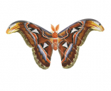 Atlas Moth,Attacus atlas,High quality illustration by Roger Swainston