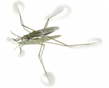 Pond Skater that live on the surface of the water,Illustration by Roger Swainston