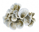 Spiral Algae,Padina sp.,High quality illustration by R.Swainston