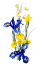 Dutch Iris,Irioideae,Roger Swainston,Animafish