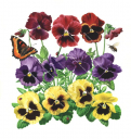 Pansies with butterfly, bee and ladybird,Violaceae,illustration by R.Swainston