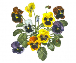 Bouquet of Pansies ,Violaceae,illustration by R.Swainston