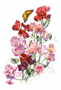 Sweet Peas with butterfly High Res Illustration by R. Swainston