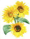Bouquet of Sunflowers,Helianthus annuus,High Res Illustration by R. Swainston