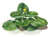 Nenuphar and flower,Nymphaea,illustration by R.Swainston