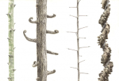 Details of four Hooks and Thorns from Mozambique,High Res Illustration by R. Swainston