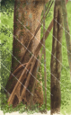Kauri at 600m from Vanuatu,High Res Illustration by R. Swainston