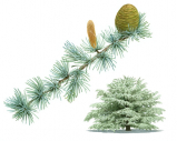 Atlas Cedar Tree and Branch,Cedrus atlantica,High Res Illustration by R. Swainston