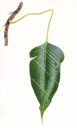 Epiphyte Leaf,High resolution illustration by Roger Swainston
