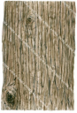 Oriental Arborvitae Bark,Thuja orientalis,Roger Swainston,Animafish