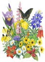 Spring Flowers bouquet with butterflies ,Roger Swainston,Animafish