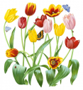 Tulips with butterflies and Ladybird,Tulipa,Roger Swainston,Animafish