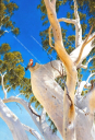 Minilya with Galah, Australian Ghost Gum painting by Roger Swainston
