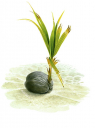 Young Coconut Palm,Clipperton,Roger Swainston