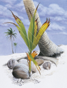 Coconut Palm on the beach ,Clipperton,Roger Swainston,Animafish