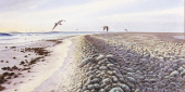 painting of the Pebble Beach, Clipperton Island,by Roger Swainston