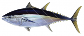 Northern Bluefin Tuna,Thunnus thynnus|High Res Illustration by R. Swainston
