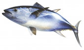 Swimming Southern Bluefin Tuna,Thunnus maccoyii|High Res Scientific illustration by Roger Swainston