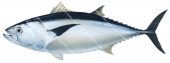 Southern Bluefin Tuna-4,Thunnus maccoyii.High Res Scientific illustration by Roger Swainston