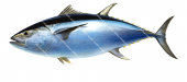 Northern Bluefin Tuna-Thon rouge, swimming,Thunnus thynnus|High Res Illustration by R. Swainston