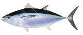 Southern Bluefin Tuna-2,Thunnus maccoyii|High Res Illustration by R. Swainston