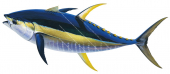 Yellowfin Tuna,alive position,Thunnus albacares|High Res Illustration by R. Swainston