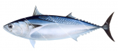 Frigate Mackerel,Auxis thazard.High Res Scientific illustration by Roger Swainston