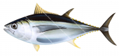 Bigeye Tuna,Thunnus obesus|High Res Scientific illustration by Roger Swainston