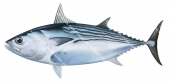 Black Skipjack Tuna,Euthynnus lineatus|High Res.Scientific illustration by Roger Swainston