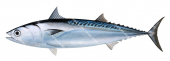 Bullet Tuna,Auxis rochei,High Res Scientific illustration by Roger Swainston