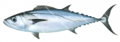 Dogtooth Tuna-1,Gymnosarda unicolor|High Res Illustration by R. Swainston