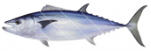 Dogtooth Tuna-2,Gymnosarda unicolor|High Res Scientific illustration by Roger Swainston