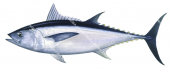 Longtail Tuna-2,Thunnus tonggol|High Res Illustration by R. Swainston
