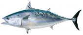 ackerel Tuna,Euthynnus affinis|High Res Scientific illustration by Roger Swainston